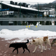 Illustration for article titled The Dogs Of Sochi